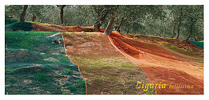 Olivenernte auf dem Weg nach Valloria