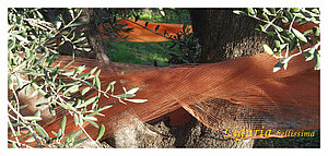 Olivenernte au der Strasse nach Vasia